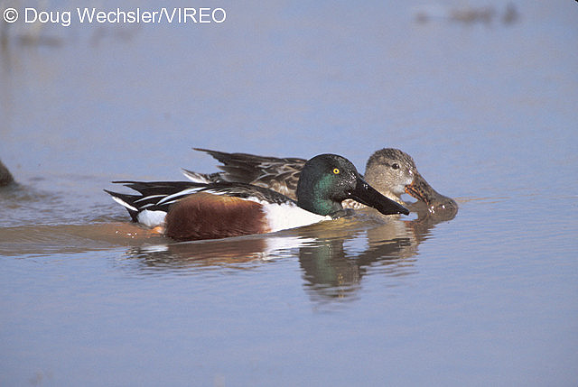 Northern Shoveler